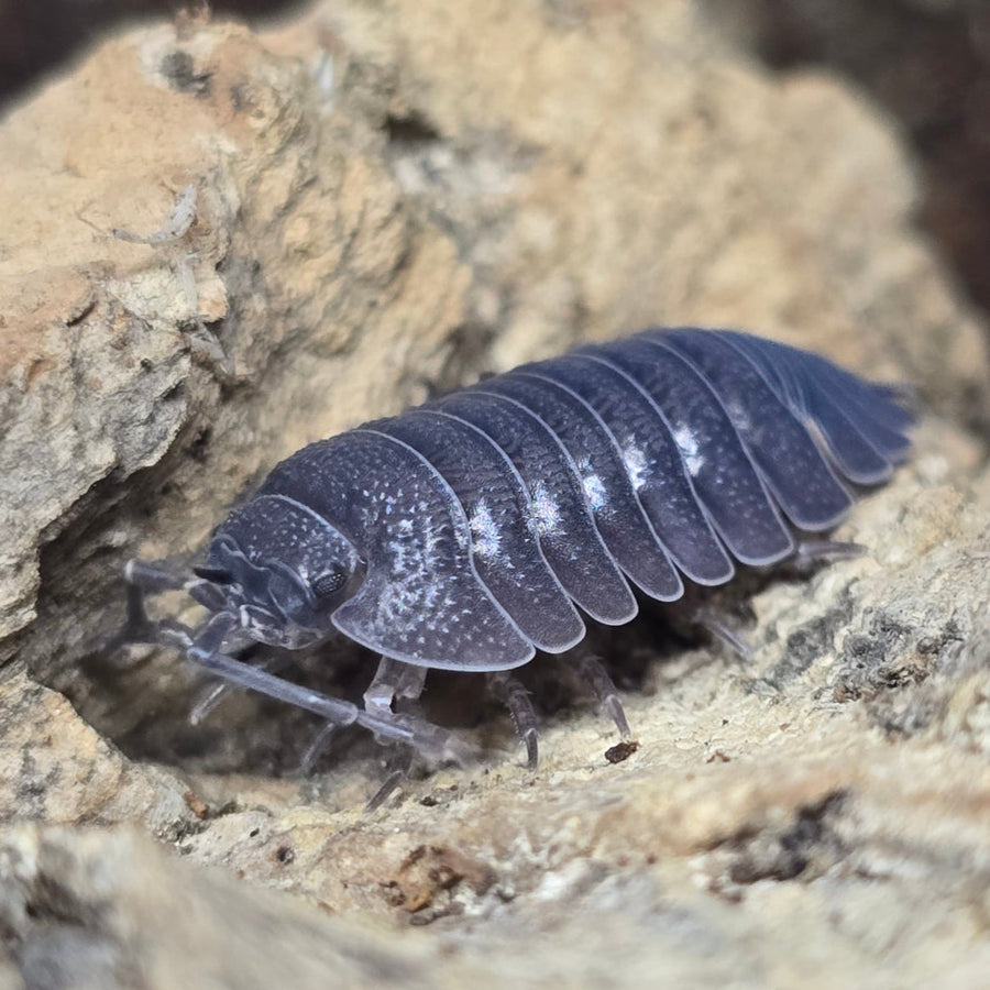 Isopods - Armadillidium