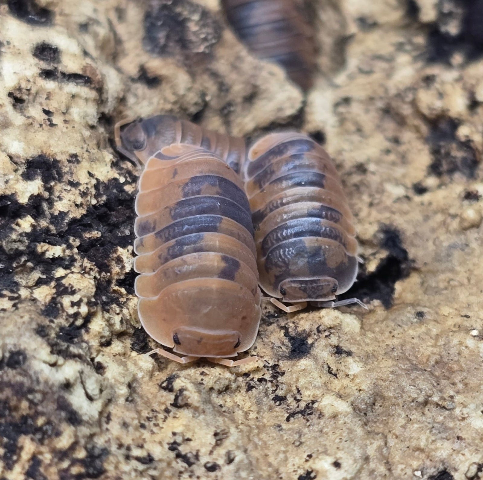 Isopods - Cubaris
