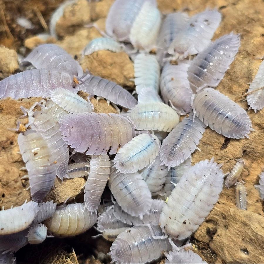 Isopods - Porcellio