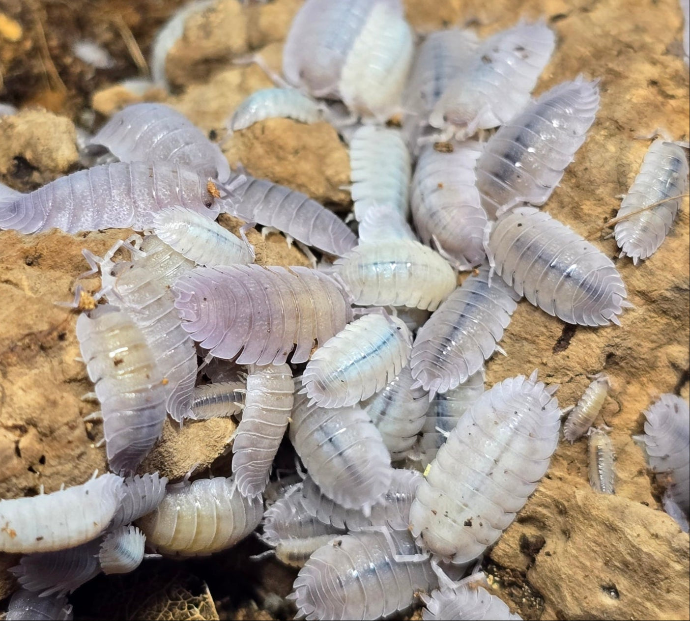 Isopods - Porcellio