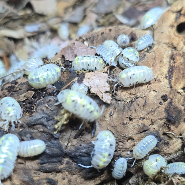 Armadillidium Vulgare - Magic Potion