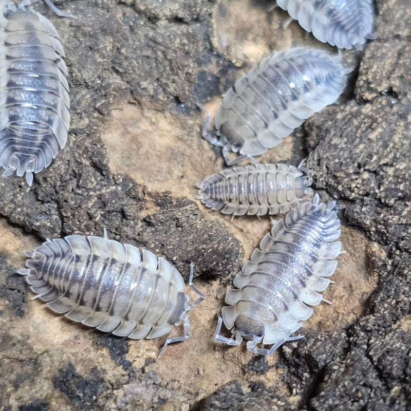Porcellio spatulatus - Coros