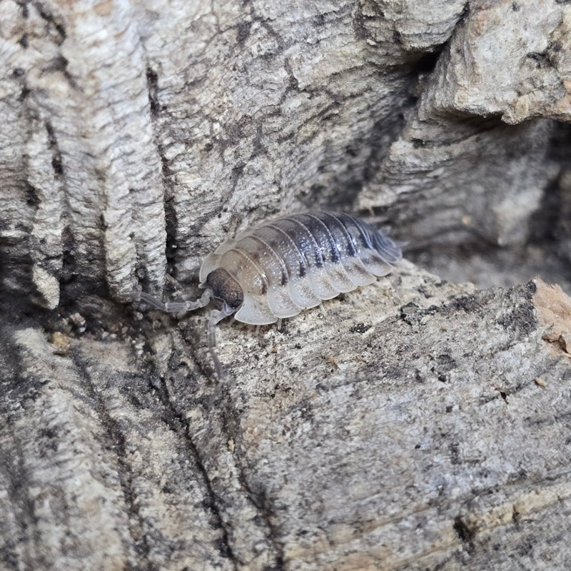 Porcellio spatulatus - Coros