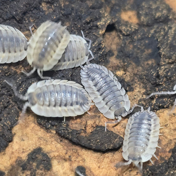 Porcellio spatulatus - Coros