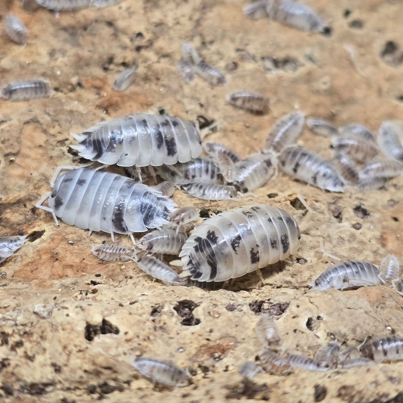 Porcellio Laevis - Dairy Cow