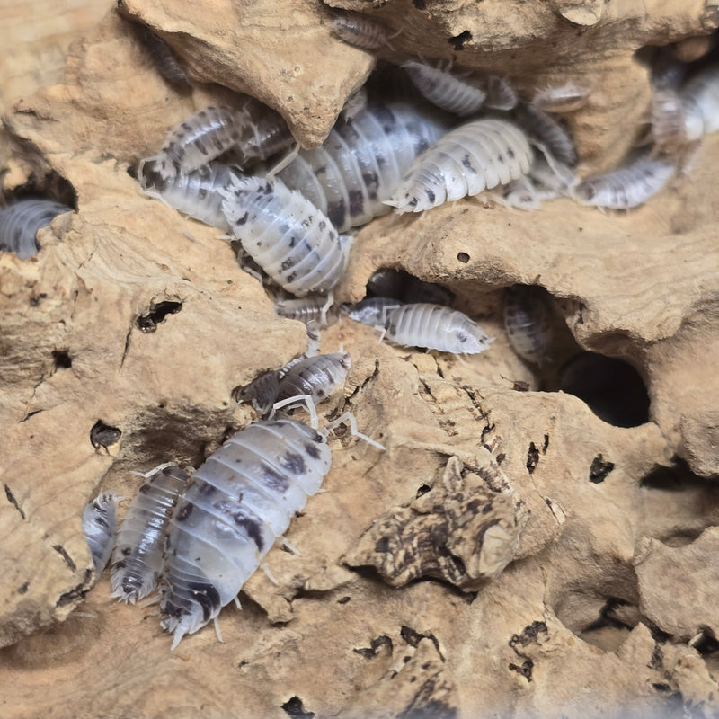 Porcellio Laevis - Dairy Cow