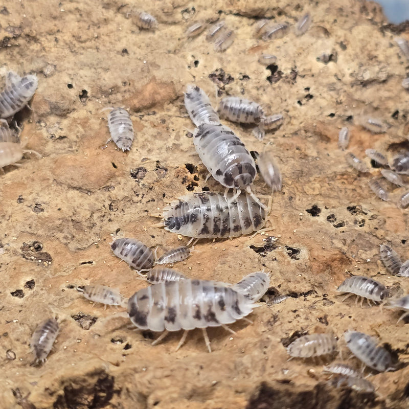 Porcellio Laevis - Dairy Cow