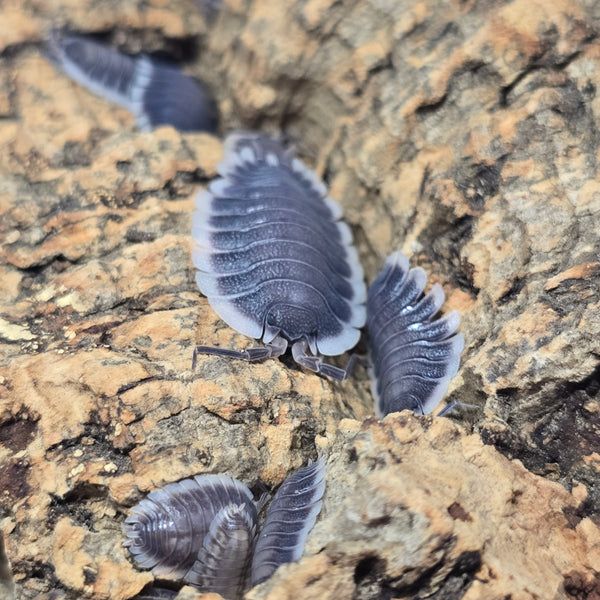 Porcellio Werneri - Greek Shield