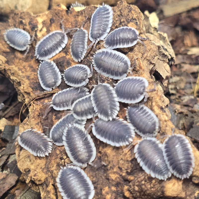Porcellio Werneri - Greek Shield