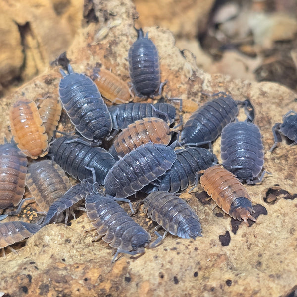 Porcellio Scaber - Lava