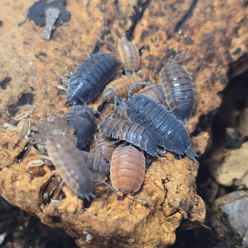 Porcellio Scaber - Lava