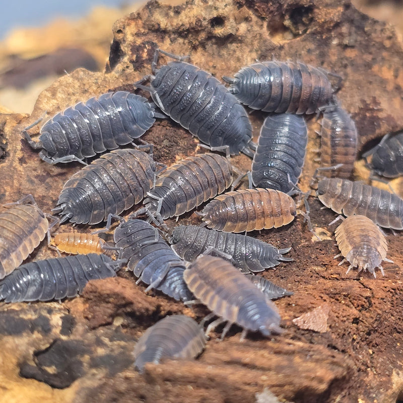 Porcellio Scaber - Lava