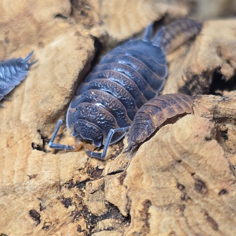 Porcellio Scaber - Lava