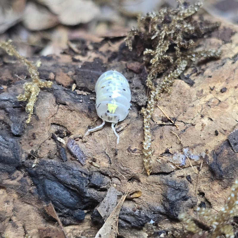 Armadillidium Vulgare - Magic Potion