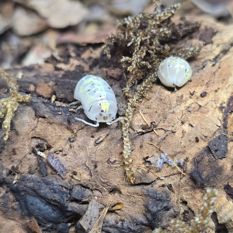 Armadillidium Vulgare - Magic Potion