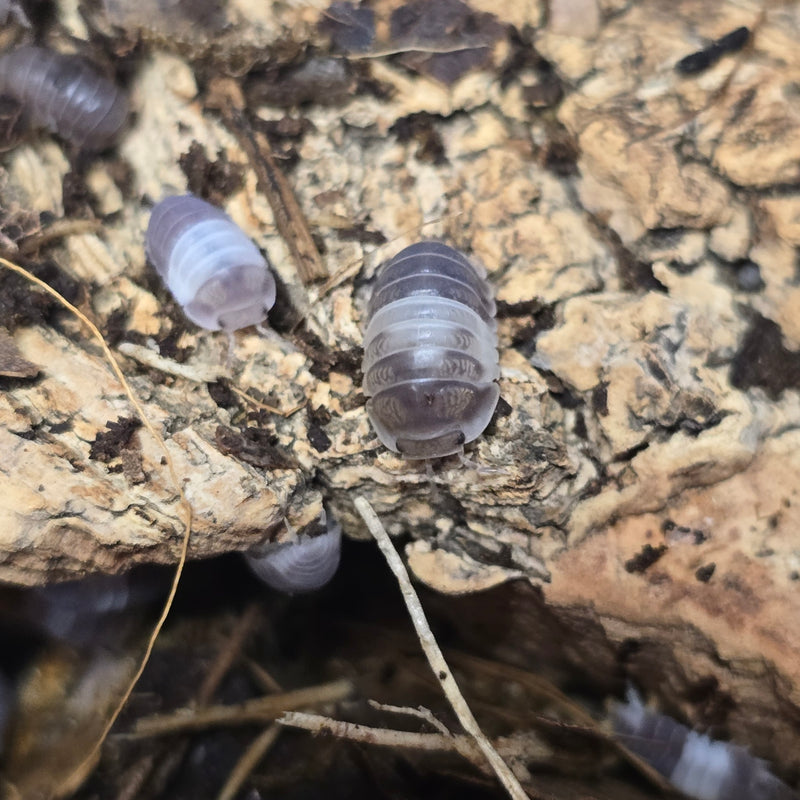 Cubaris Sp. - Panda King