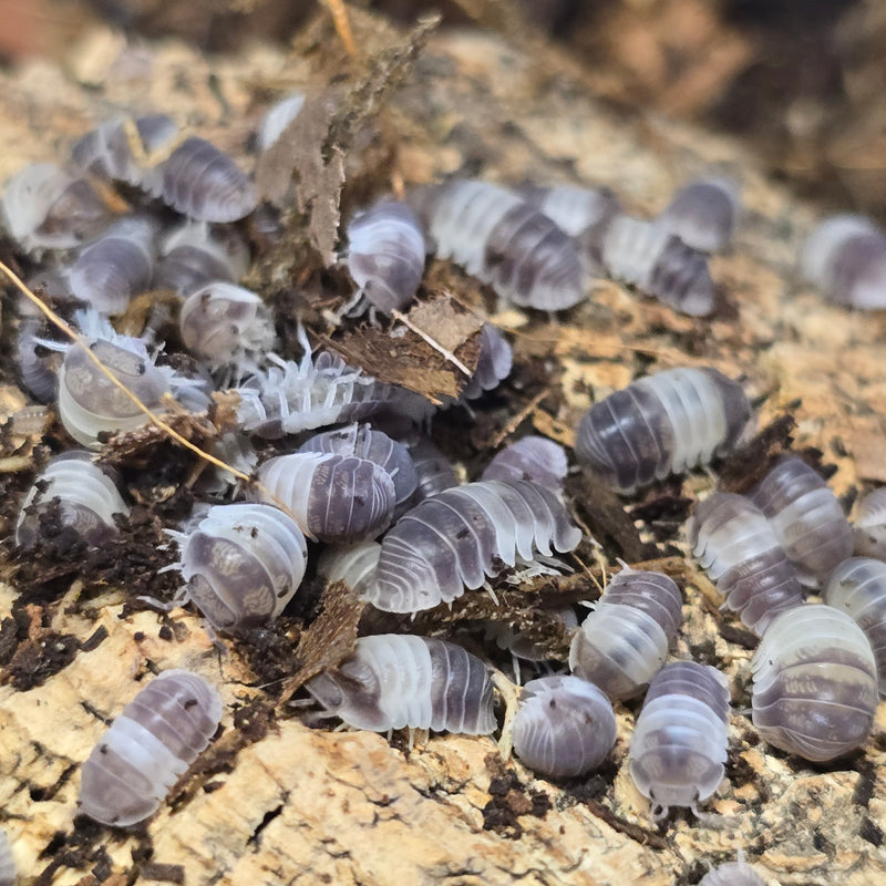 Cubaris Sp. - Panda King