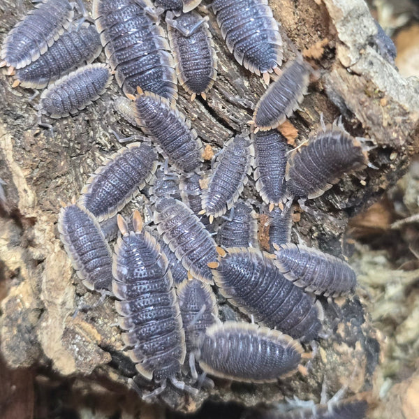 Porcellio echinatus - Red Edge
