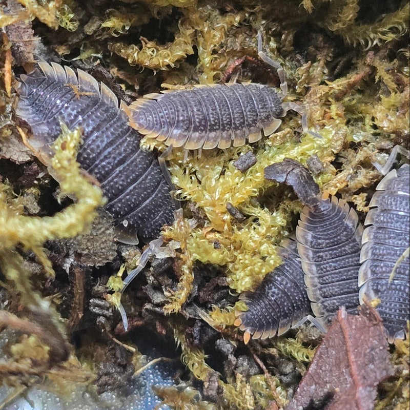 Porcellio echinatus - Red Edge