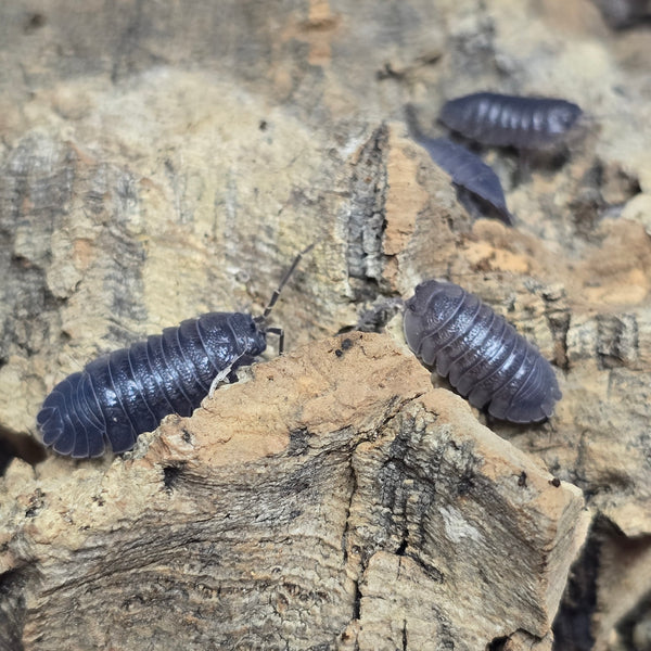 Armadillidium cf. Pallasii (Frontirostre) - Rhino Horn Roller (Dark Line)