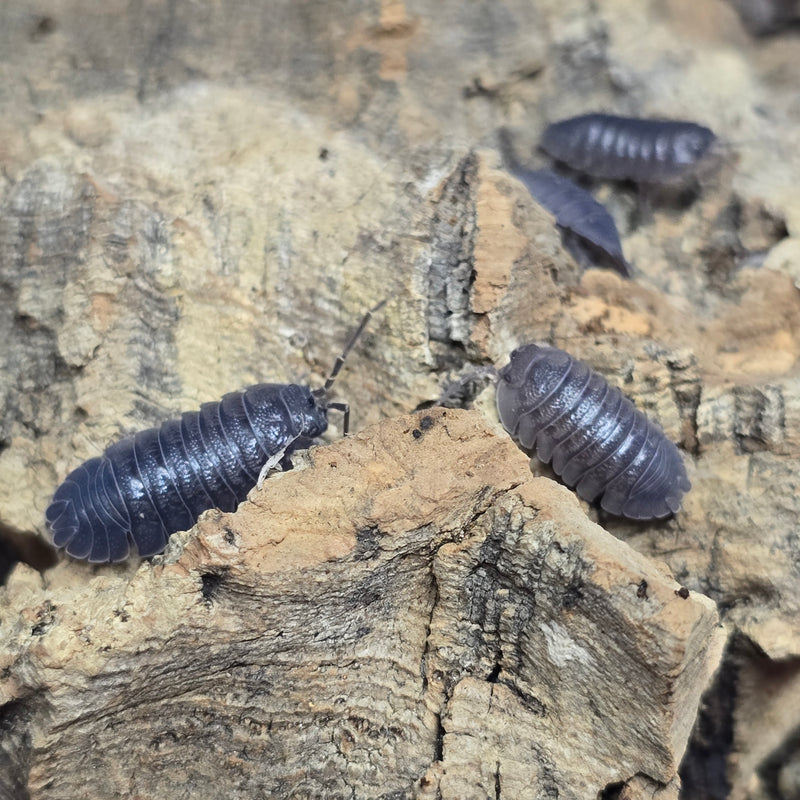 Armadillidium cf. Pallasii (Frontirostre) - Rhino Horn Roller (Dark Line)