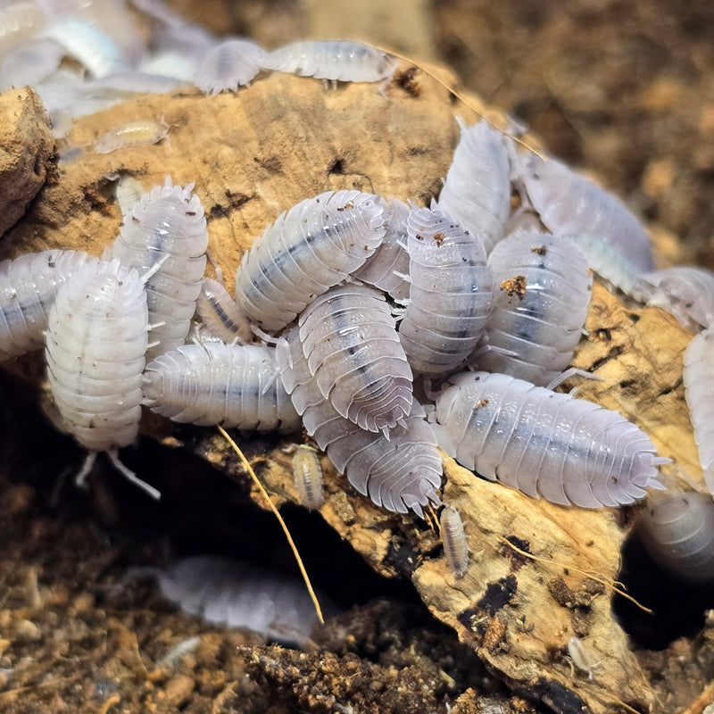 Porcellio Baeticensis - Violet