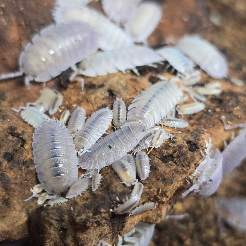 Porcellio Baeticensis - Violet