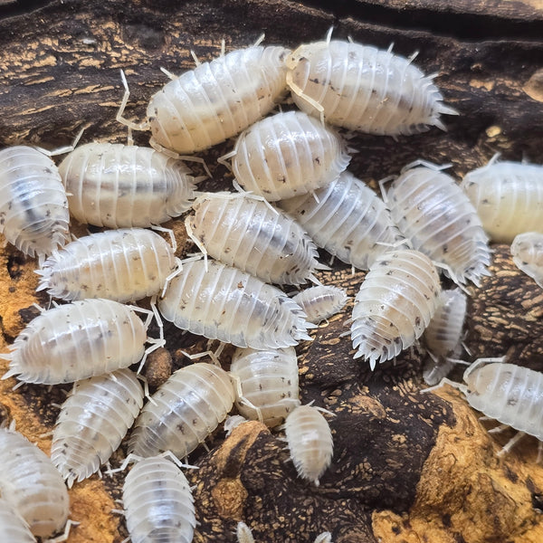 Porcellio Laevis - White