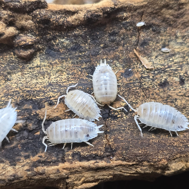 Porcellio Laevis - White