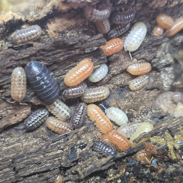 Armadillidium vulgare - Gem Mix