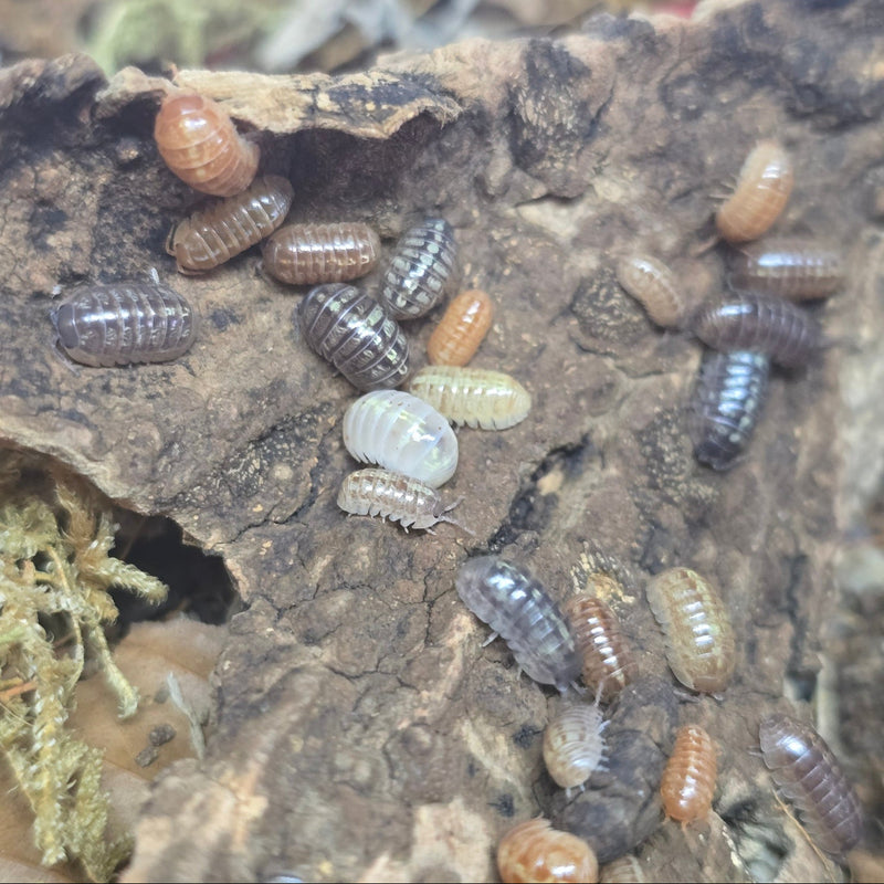 Armadillidium vulgare - Gem Mix