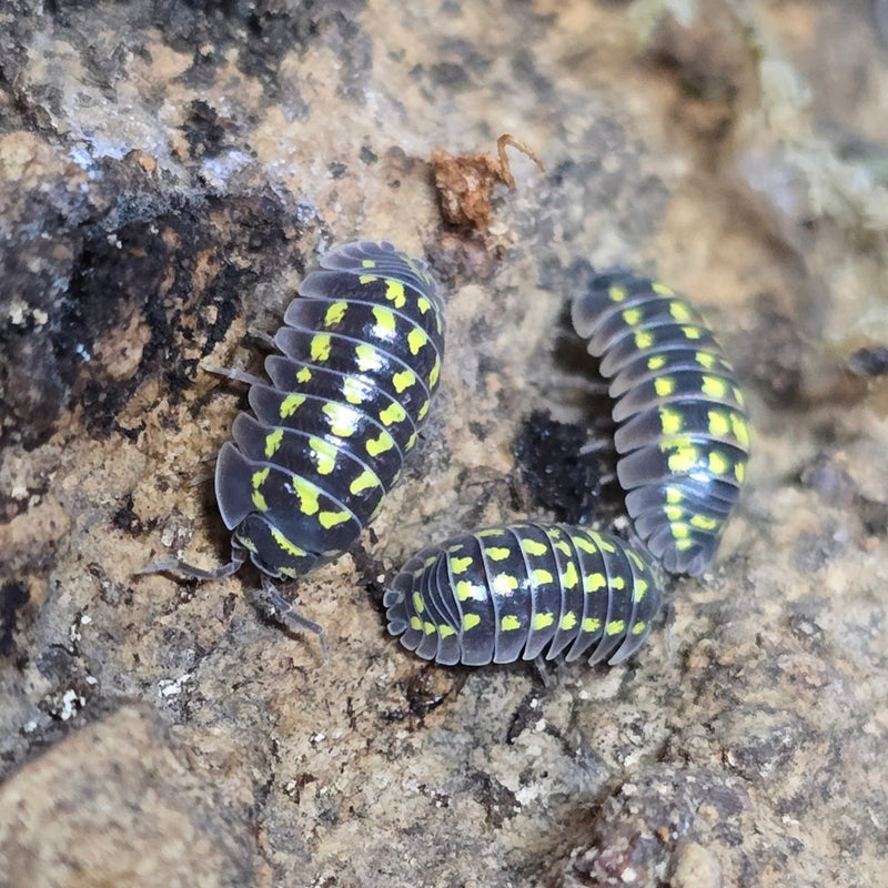 Armadillidium gestroi - Giant Yellow Spotted