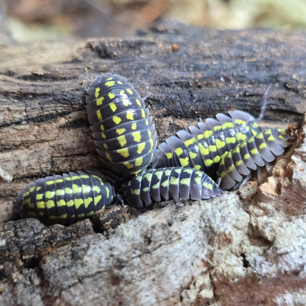 Armadillidium gestroi - Giant Yellow Spotted
