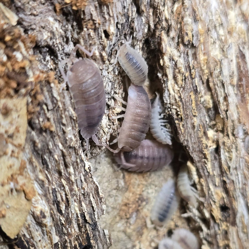 Porcellio scaber - Ghost