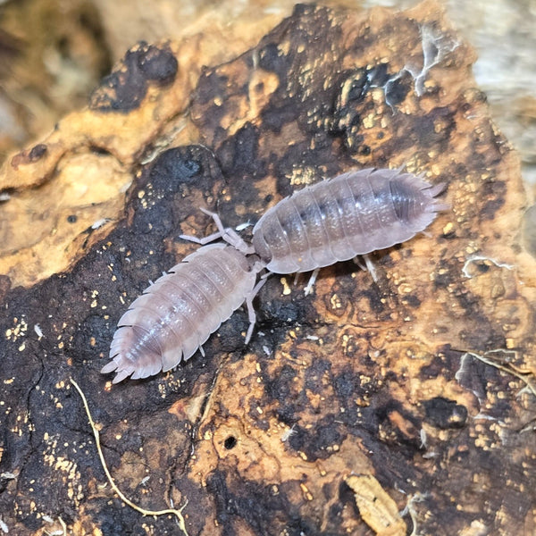 Porcellio scaber - Ghost
