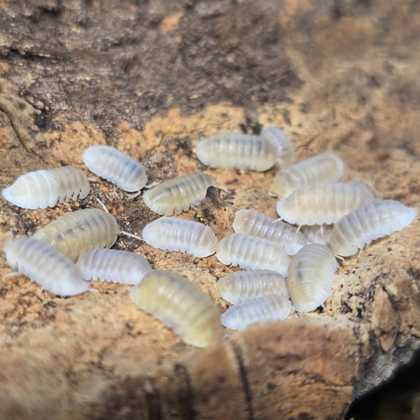 Cubaris murina - Glacier