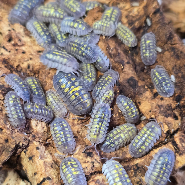Armadillidium Granulatum - Granulated