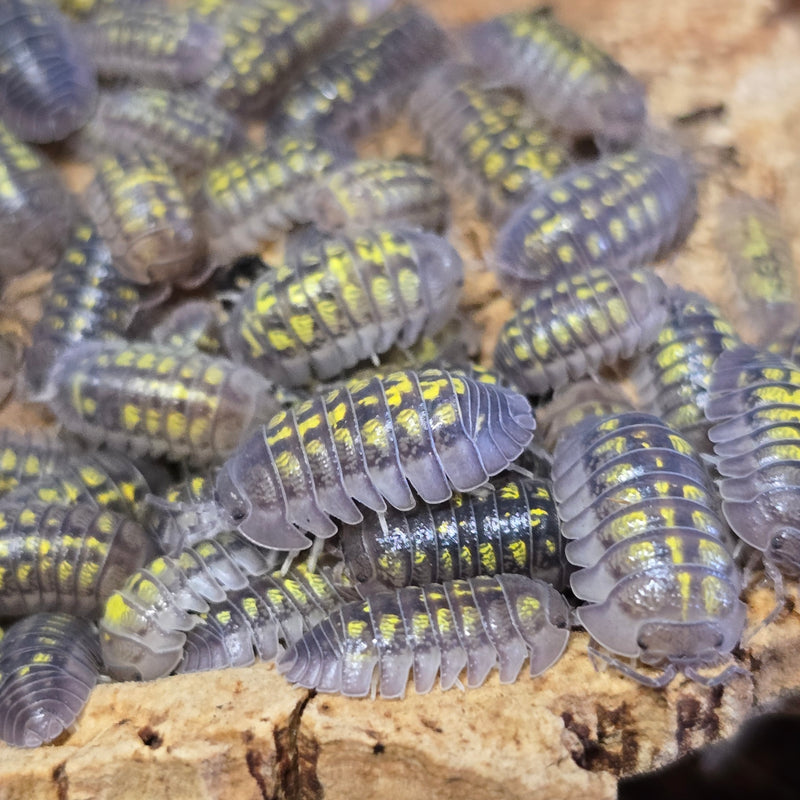 Armadillidium Granulatum - Granulated