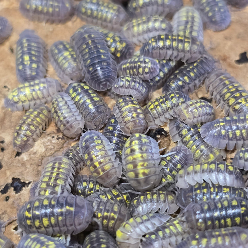 Armadillidium Granulatum - Granulated