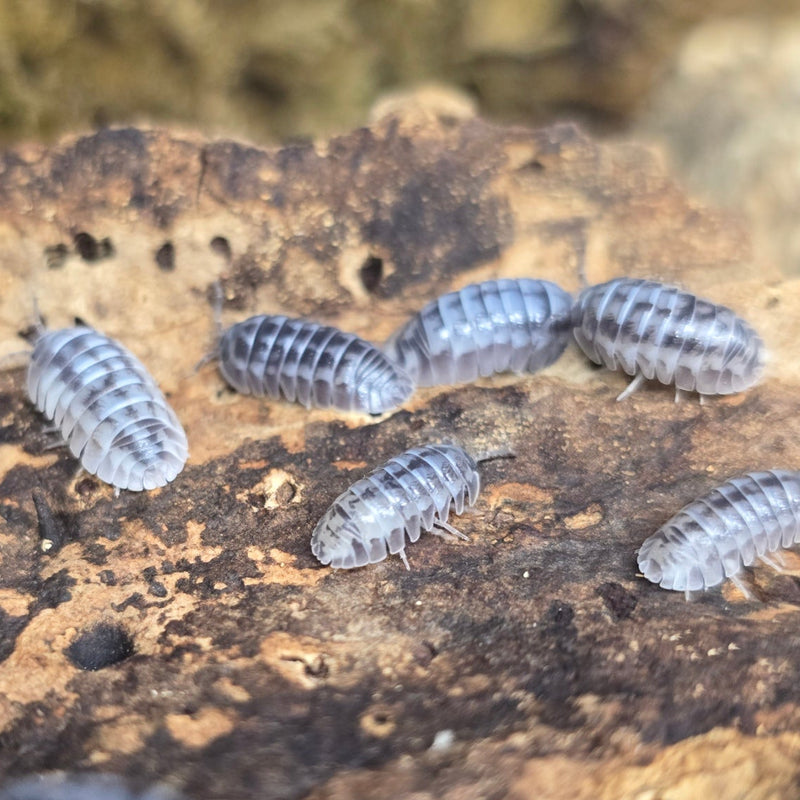 Armadillidium gestroi - Milkyway