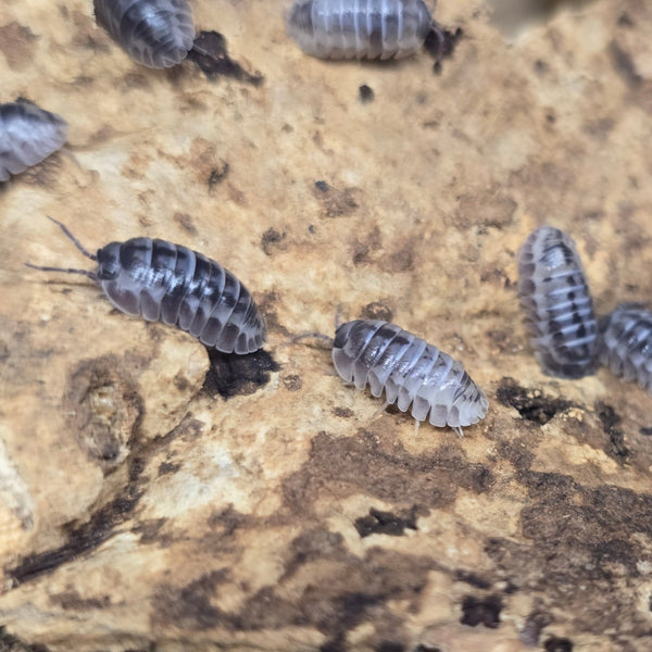 Armadillidium gestroi - Milkyway