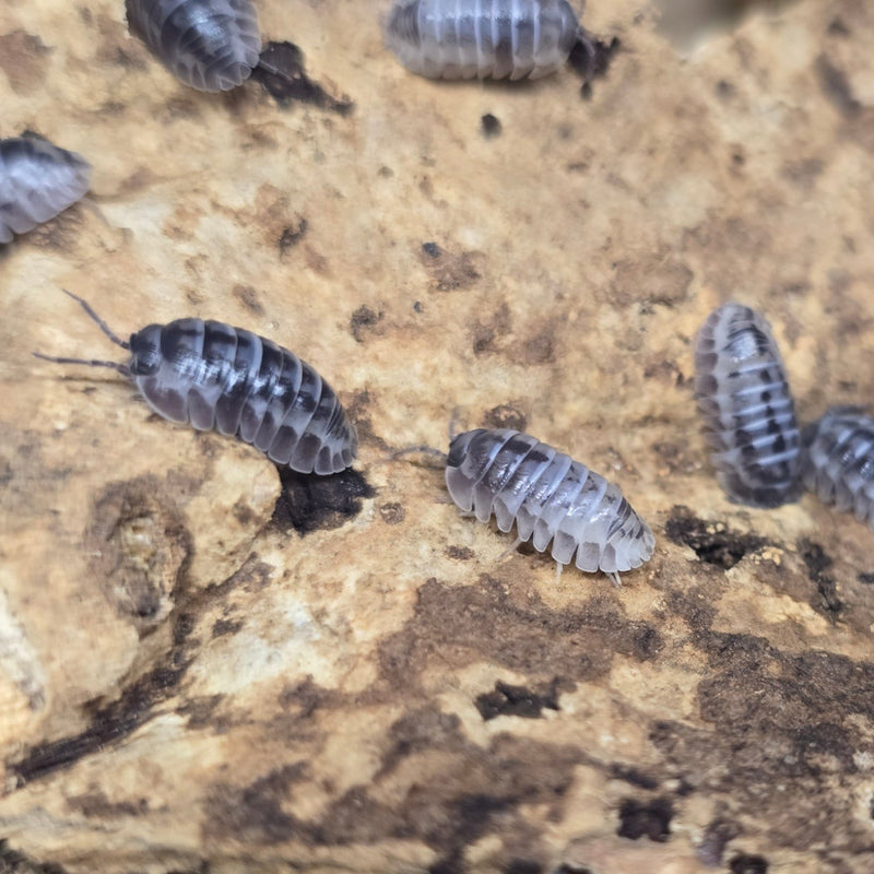 Armadillidium gestroi - Milkyway