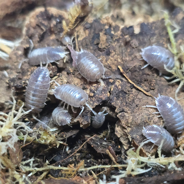 Porcellio Laevis - Milkback