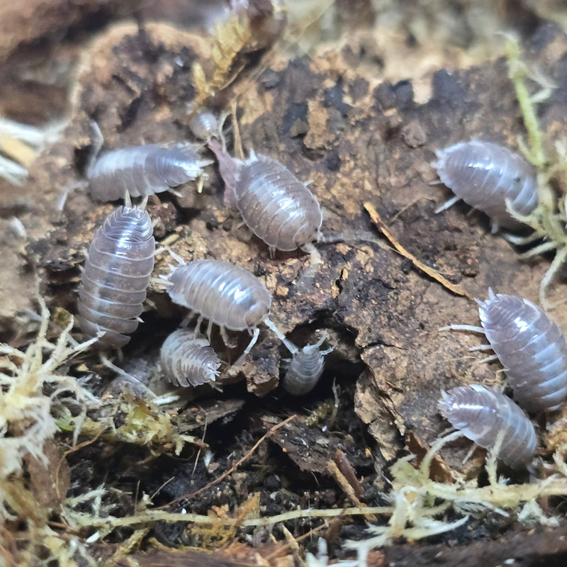 Porcellio Laevis - Milkback