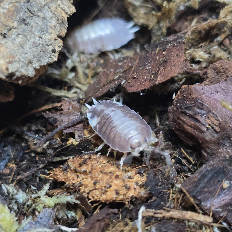 Porcellio Laevis - Milkback