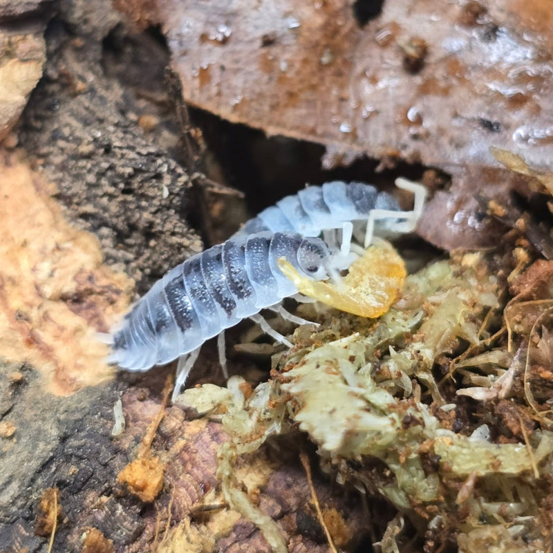 Porcellio Scaber - Moo Cow