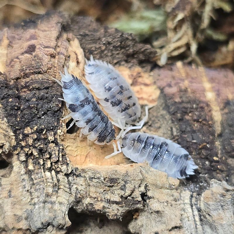 Porcellio Scaber - Moo Cow