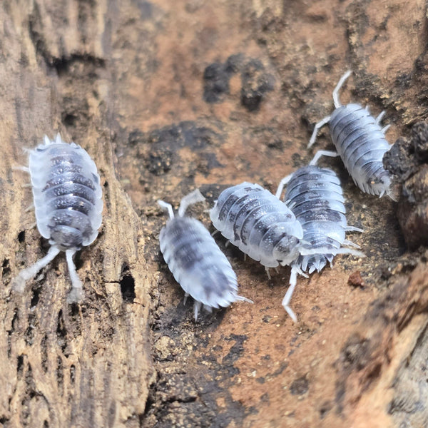 Porcellio Scaber - Moo Cow