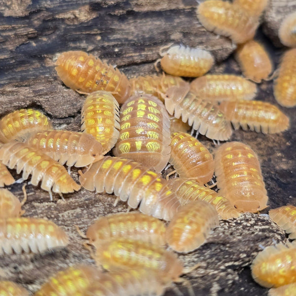 Armadillidium granulatum - Orange