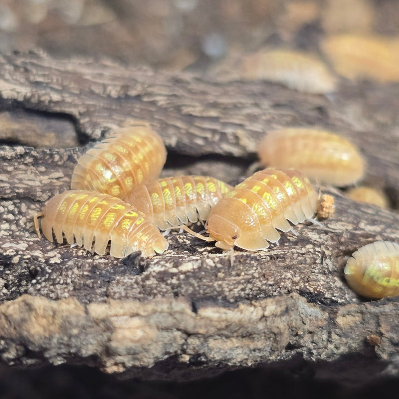Armadillidium granulatum - Orange